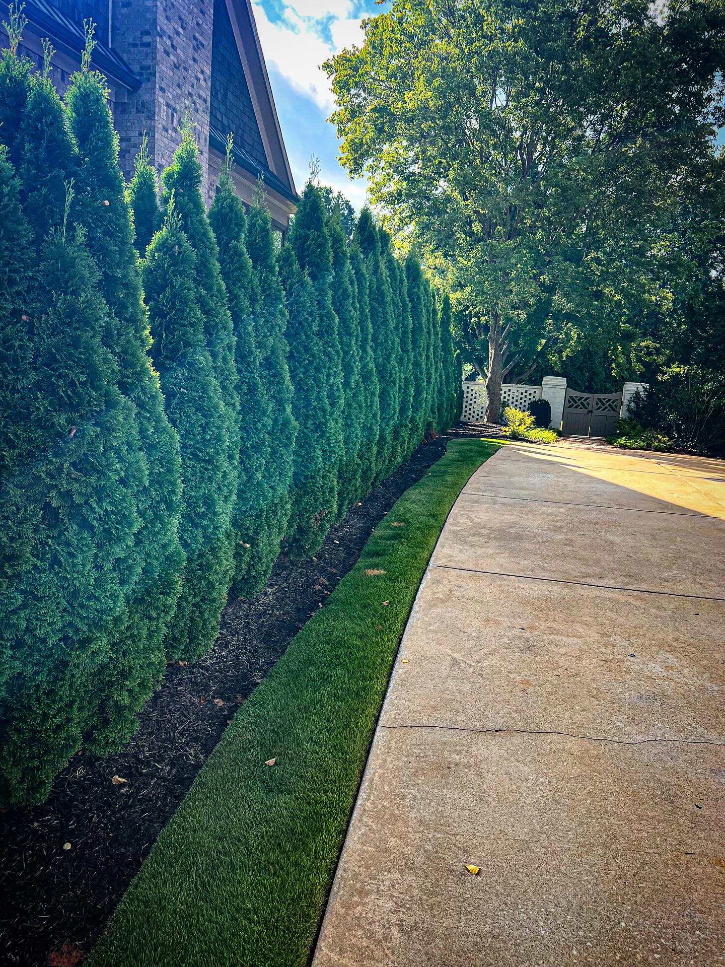 Well-maintained row of emerald green arborvitae along a residential driveway